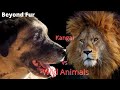 Turkish Kangal Fights Ferocious Wild Animals Who Needs A Help