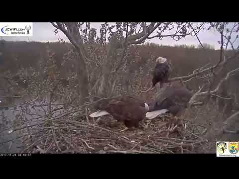 “Three’s Company? The Rare Eagle Trio That Breaks the Rules”