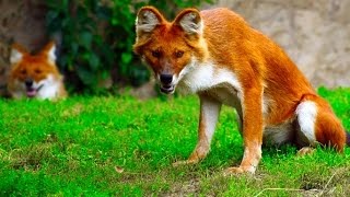 10 Strangest Wild Dog Breeds