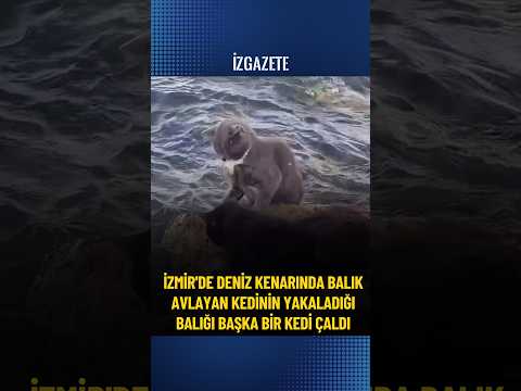 İzmir'de deniz kenarında balık avlayan kedinin yakaladığı balığı başka bir kedi çaldı#izmir#kediler