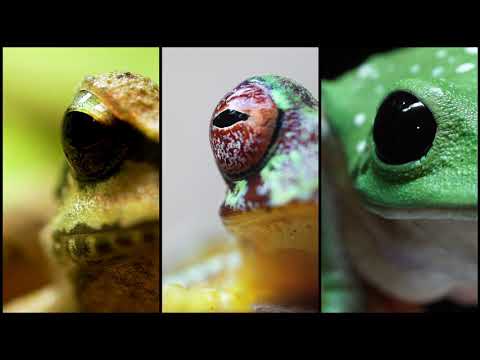 IUCN分類における絶滅の危険性を示す図。