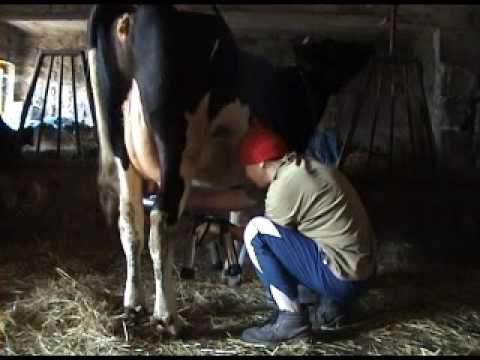 Dojenie krów/Cow milk