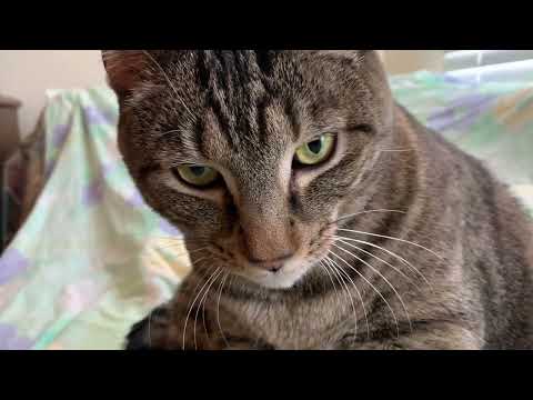 What does kneading and purring mean to a cat? (Relaxing Cat Video.)
