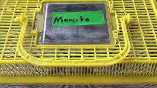 Mantis Care #16 - How to Clean Your Mantis’ Enclosure