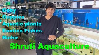 Goby, Guppies, Aquatic plants & Bichir at Shruti Aquaculture