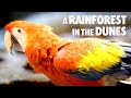 A Macaw In The Desert Only In Dubai