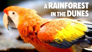 A Macaw in the Desert? Only in Dubai