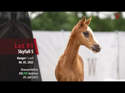 ONLIVE-AUKTION Lot 91 Skyfall S Hengst v. Sky - Belissimo M