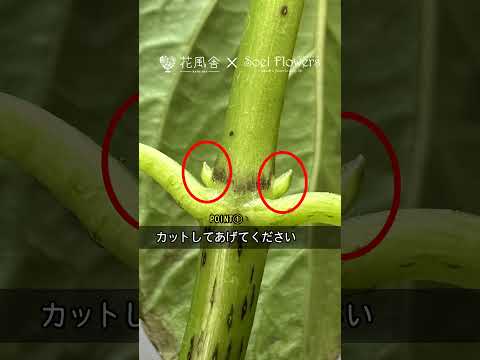 アジサイの乾燥: 花を保存するための 4 つのヒント 植物