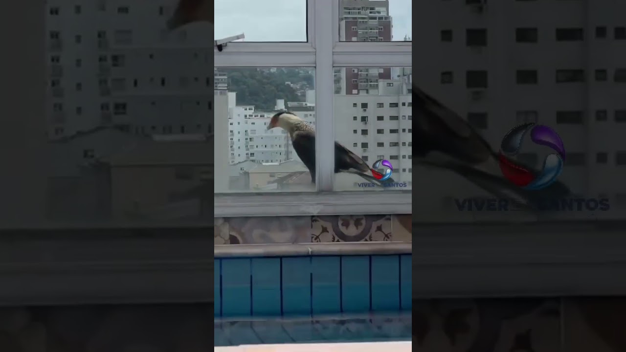 Falcão aparece na janela de apartamento e encanta moradora do Marapé em Santos