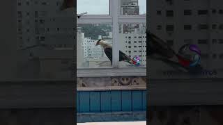 Falcão aparece na janela de apartamento e encanta moradora do Marapé em Santos