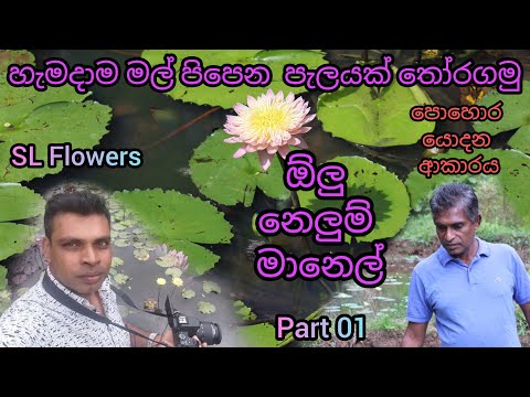 ඕලු ,නෙළුම්,මානෙල් වගාව/Olu Nelum Manel mal wagawa/ water lilies & lotus Flowers