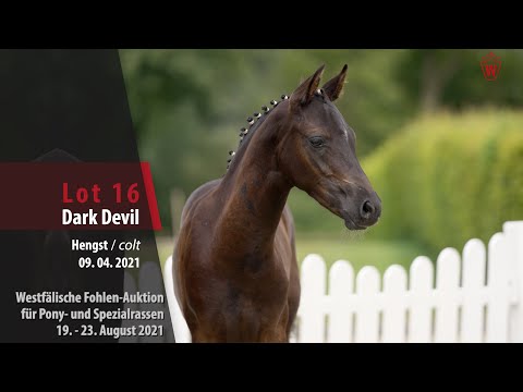 Fohlen-Auktion Lot 16 Dark Devil Hengst v. Designed in Black AT - Merlin