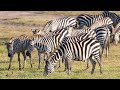 Animals Of The Jungle Zebra Grazing Jungle Ki Hindi Kahaniyan Animals Smjhajhotar Junglebook