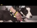 Видео о товаре IDC® Powerharness, шлейка для собак / Julius-K9 (Венгрия)