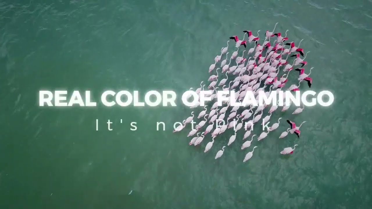 Actual Color of Flamingo and It's Not Pink