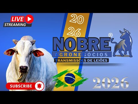 LEILÃO DE GADO / C M LEILÕES CAMPESTRE - MG  21/01