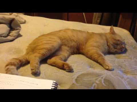 Funny Cat Video (Hokey Pokey Cat)