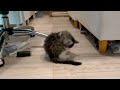 ノルウェージャンフォレストキャット