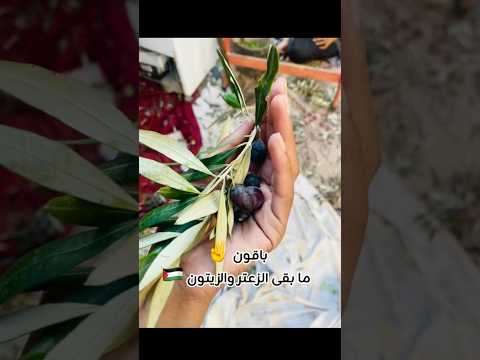 من غزة ،، موسم الحياة رغم الألم، بعد سنتين رجعنا،  باقون ما بقى الزعتر والزيتون 😍🌿 #gaza #غزة ✌️