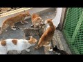 Cat Funny Fights ️