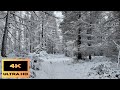 Winter Walk In Scottish Highlands Snow Peaceful 4K Sleep ASMR