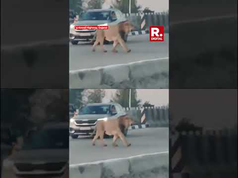 Lion Spotted Roaming On Amreli Highway, Viral Video Stuns Locals