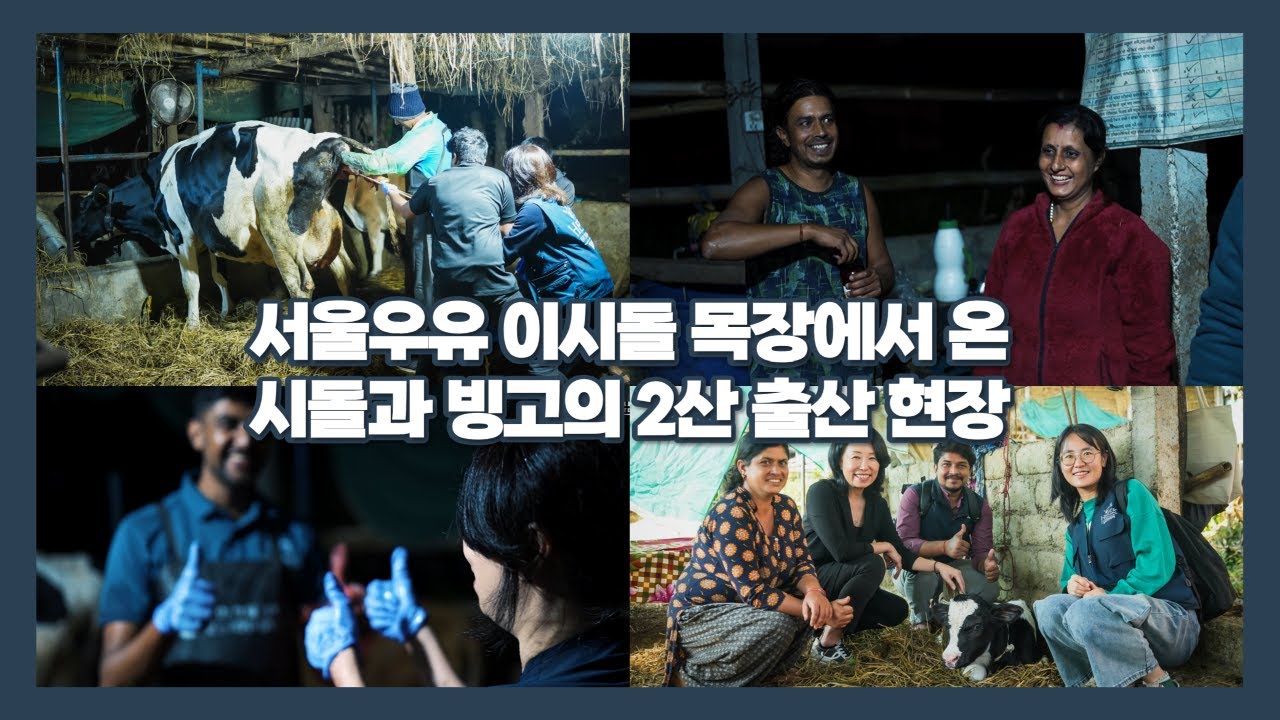 서울우유 이시돌 목장에서 온 시돌과 빙고의 2산 출산 현장