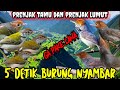 Suara Pikat Prenjak Kepala Merah Prenjak Tamu Prenjak Bawah Prenjak Lumut Paling Manjur Dan Terbukti