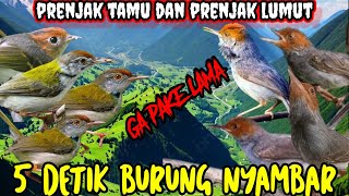 Download lagu suara pikat prenjak kepala merah prenjak tamu prenjak bawah prenjak lumut paling manjur dan terbukti mp3 Download lagu suara pikat prenjak kepala merah prenjak tamu prenjak bawah prenjak lumut paling manjur dan terbukti mp3