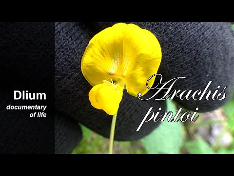 Pinto peanut (Arachis pintoi) - part 2