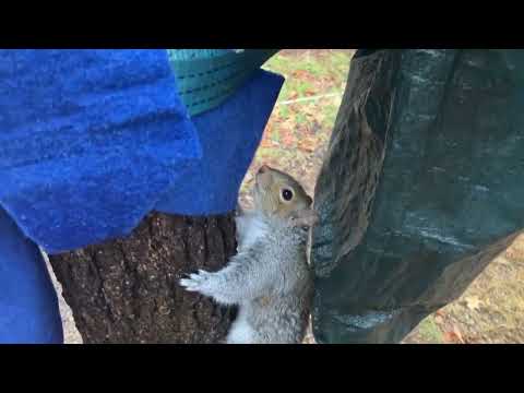 Day 154 with Quirrel the squirrel. Trying to hide food in the kennel, after done eating