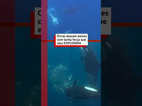 Imagens raras mostram orcas atacando peixes-lua com força extrema