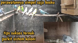 Download lagu tips sukses ternak parkit sistem koloni mp3