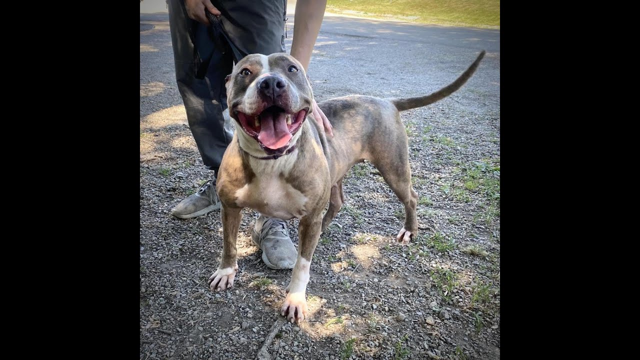 Autumn, a Adoptable Pit Bull Terrier in Kittanning, PA video 5/5