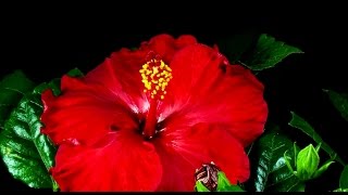 Arrival Of The Birds - Cinematic Orchestra