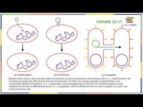 Chapter 22 Biology 182 OpenStax