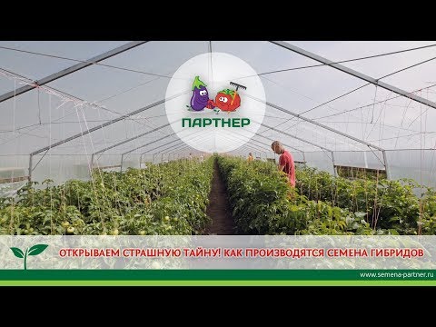 ОТКРЫВАЕМ СТРАШНУЮ ТАЙНУ! КАК ПРОИЗВОДЯТСЯ СЕМЕНА ГИБРИДОВ