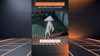 TỔNG HỢP NHỮNG VIDEO HAY NHẤT CỦA HỌC VÀ HỎI P22 #xuhuong #shorts  #khampha #shortsvideo #viral