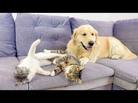 YouTube 썸네일