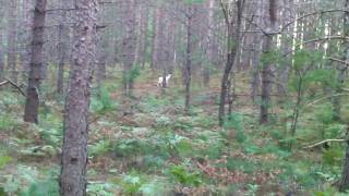 preview picture of video 'Stalking albino deer in Northern Wisconsin (part 1)'