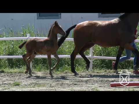 NF081 Hengstfohlen von Contendro I - Loran - Painter's Row xx
