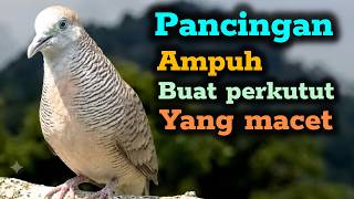 Download lagu Pancingan perkutut lokal gacor birahi mp3 Download lagu Pancingan perkutut lokal gacor birahi mp3