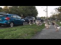 Crescent Lake Geese