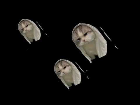 What happened to the cat! #cat #funnyanimal #funnycat #catvideos #catmemes 