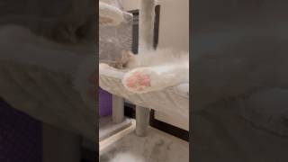 可愛いピンク肉球の男の子ゼウスちゃんです