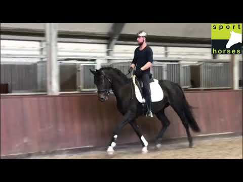 KWPN | Grey Flanell | Florencio