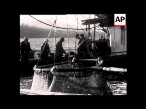 HERRINGS BY THE MILLION