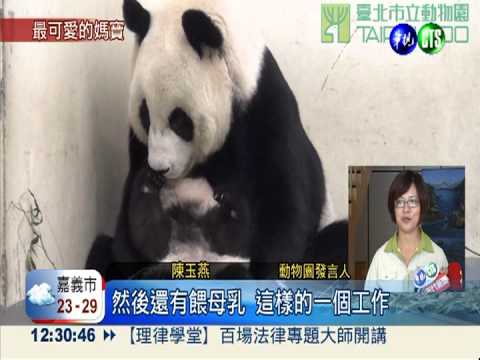 幸福當媽寶! 圓仔享用母乳大餐