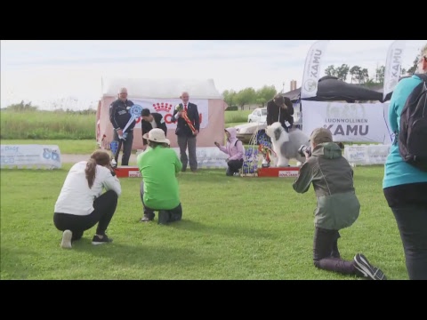 Kotkan Ruusu koiranäyttely - Rose of Kotka dog show 18.6.17